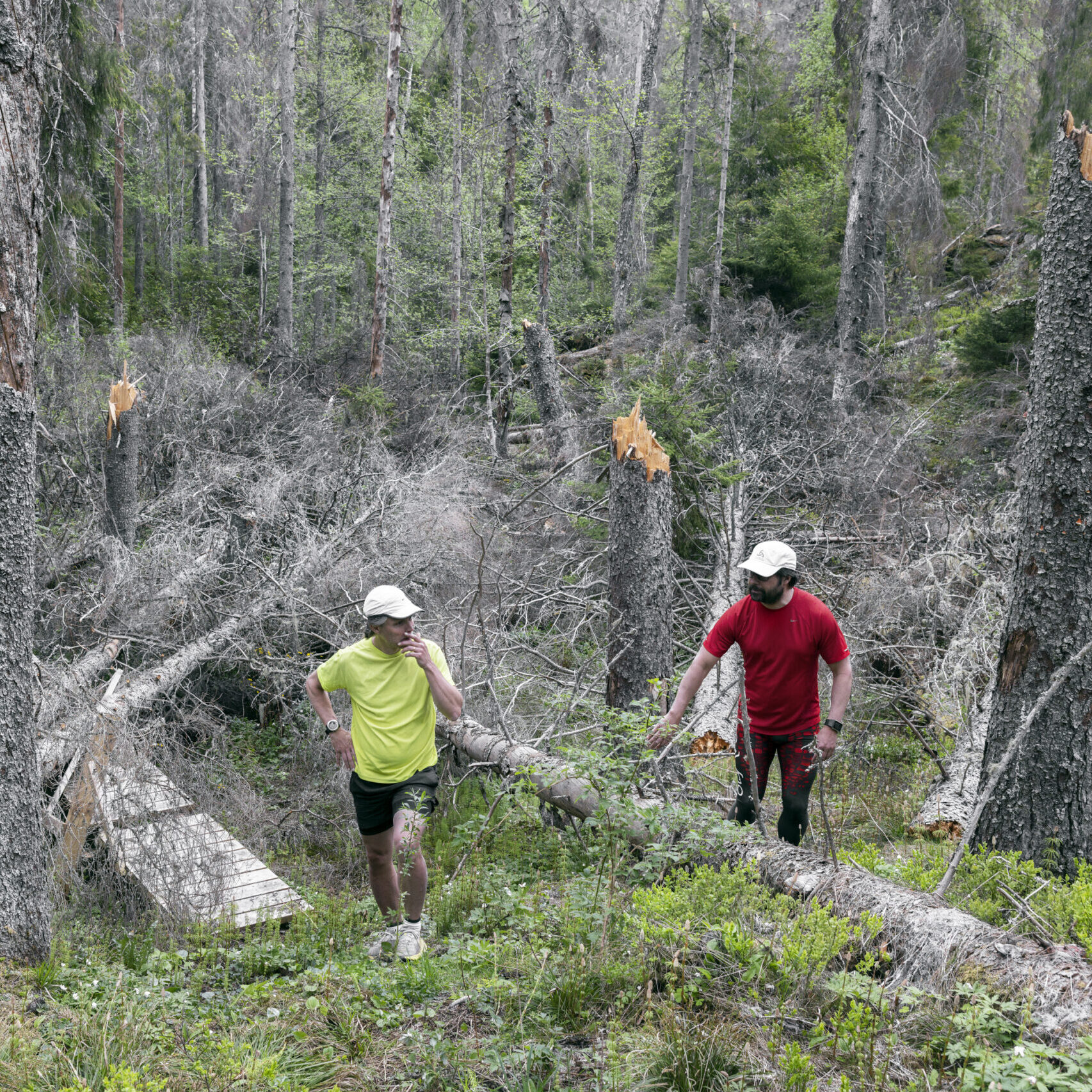 2 men inspecting the damages done by european spruce bark beetle
