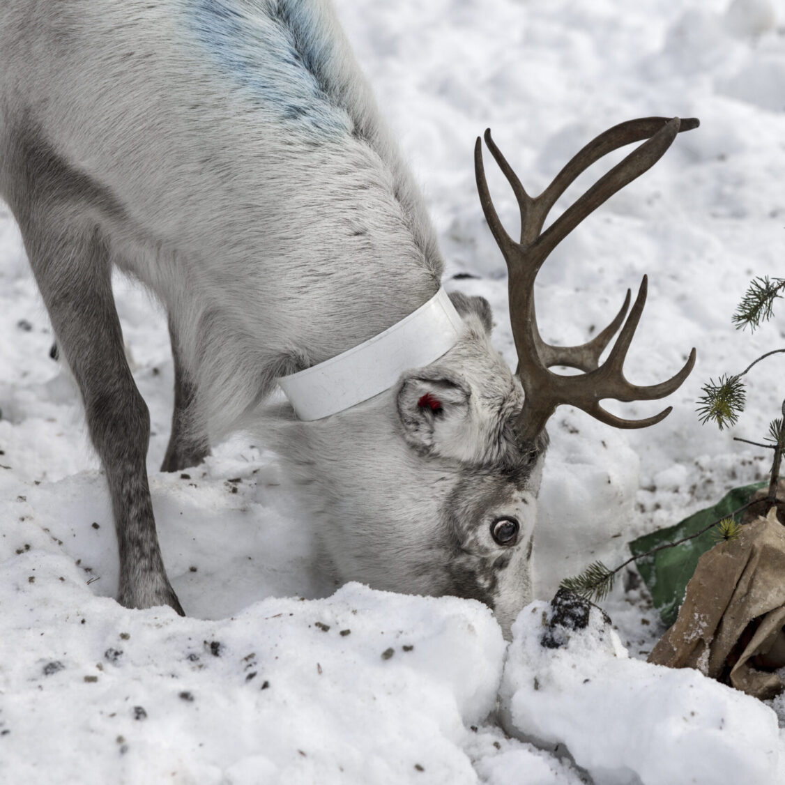 A reindeer searching for food under a thick layer of ice in Malå Västerbotten.