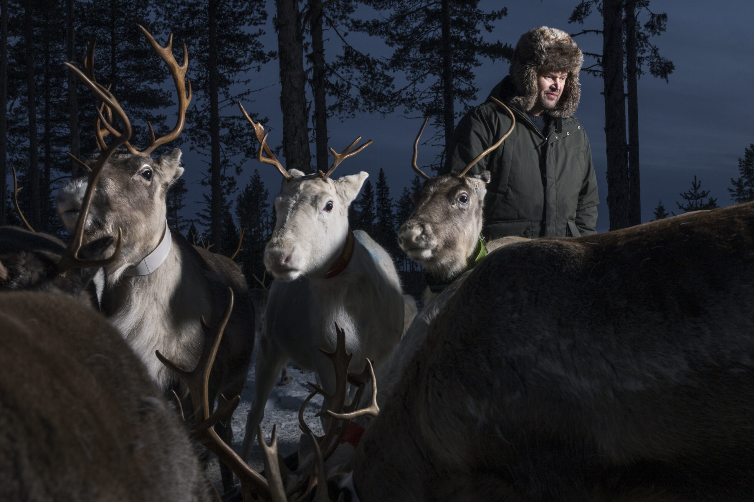 Renarnas ispansar A picture of a Sami man with his reindeers to illustrate climate change