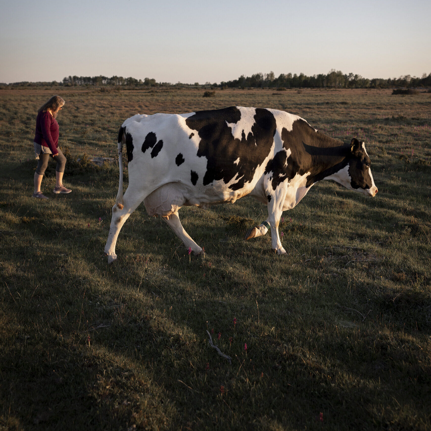 woman walking beside a cow on dried-out pastures