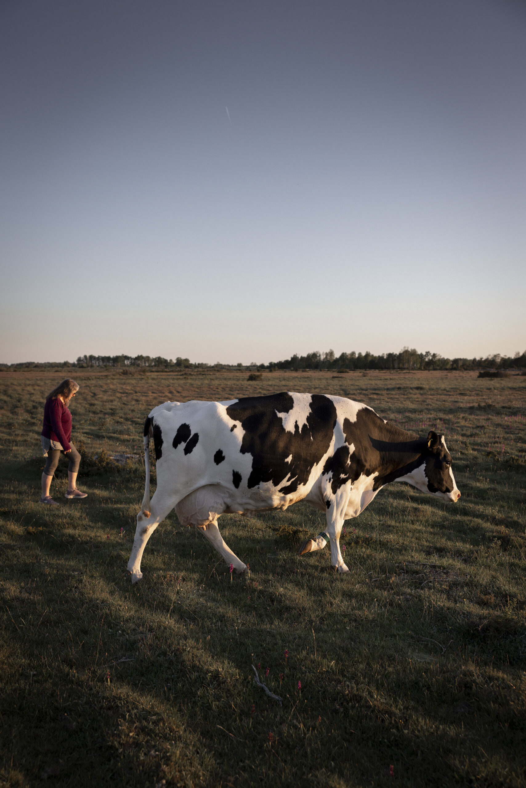 Torka Alvaret woman walking beside a cow on dried-out pastures
