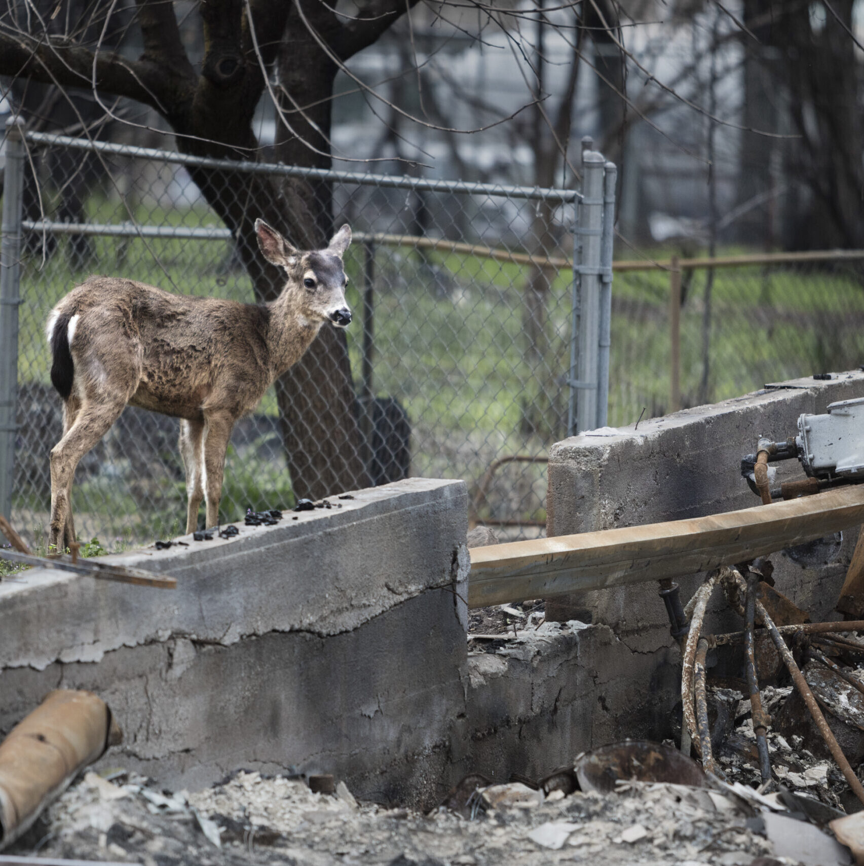 depicting image of a deer standing in burnt ruins after wildfires in Paradise California